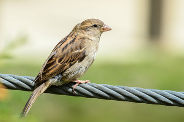 Sparrow on a power line