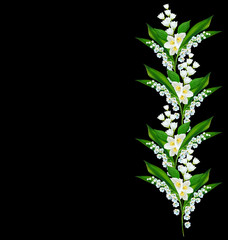 branch of jasmine flowers isolated on black background