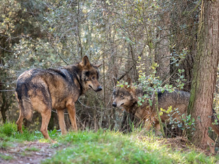 Couple of iberian wolves (Canis lupus signatus) in heat season