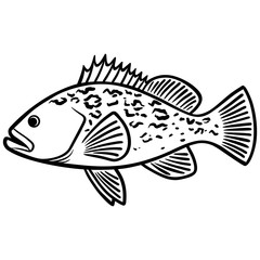 Grouper Fish Illustration
