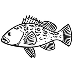 Grouper Fish Illustration
