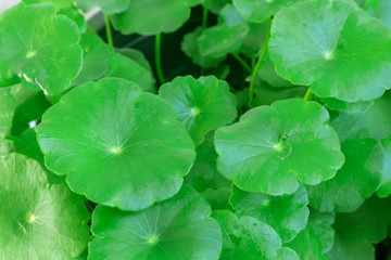 Closeup Centella asiatica or gotu kola in the pot, ayurveda herb