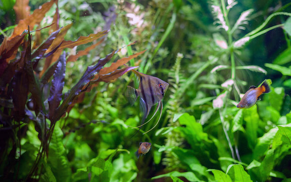 Angelfish in Planted Tropical Aquarium