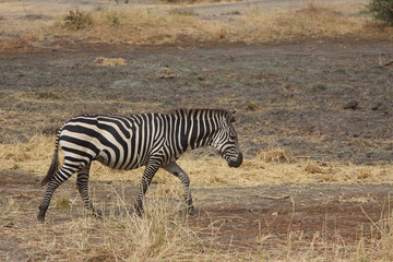 Fototapeta na wymiar A Single Zebra