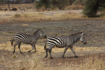 Obraz na płótnie Canvas A Couple Zebras