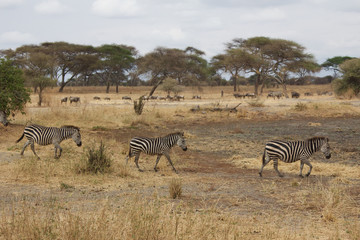 Fototapeta na wymiar A Herd of Zebras in Tanzania
