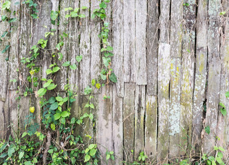 Old log fence with the ivy.