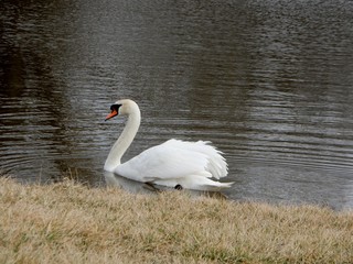 Swan