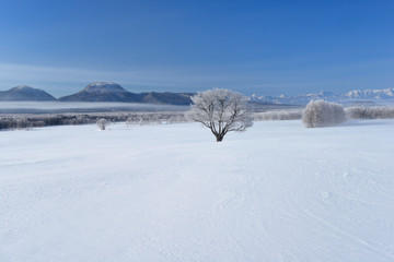 Fototapeta na wymiar 雪原の木