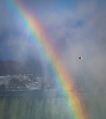 Rainbow in the mist with bird flying through