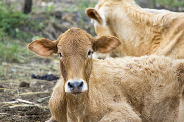 Image of brown cow on nature background. Farm Animam.