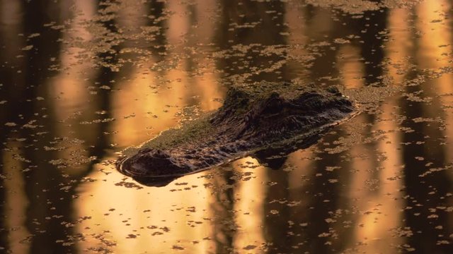 Alligator in Swamp with Sunset Reflecting on Water, 4K
