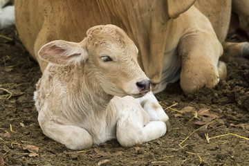 Image of calf on nature background. Farm Animam.