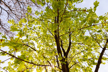 Obraz premium crown tree in bloom