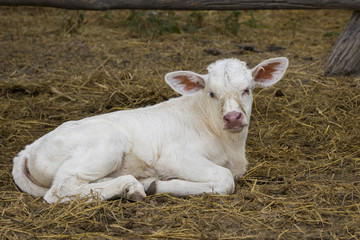 Image of calf on nature background. Farm Animam.