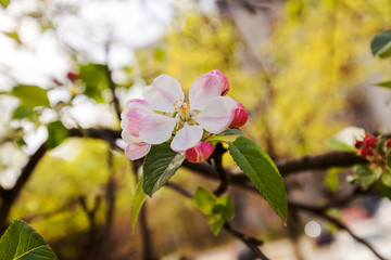 Fototapeta na wymiar apple flower on the branches