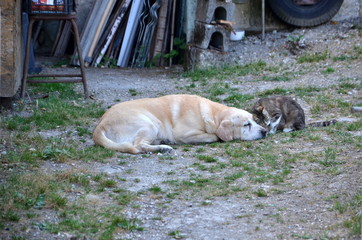 dog and cat friendship