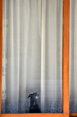 dog in the window waiting for a better time