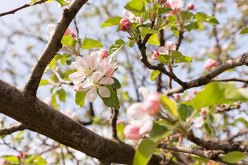 apple flower on the branches