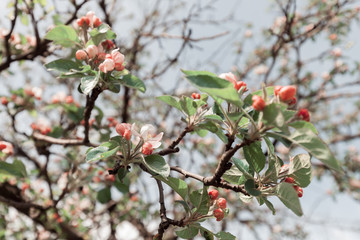 apple flower on the branches