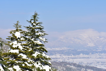 木にかかる雪