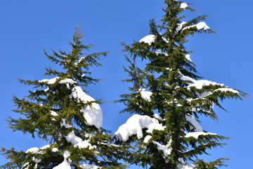 木にかかる雪
