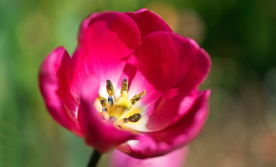 Fototapeta na wymiar Rose tulip