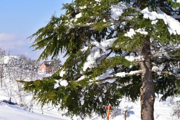 木にかかる雪
