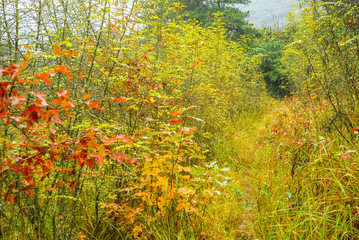 The maple trees scenery in autumn