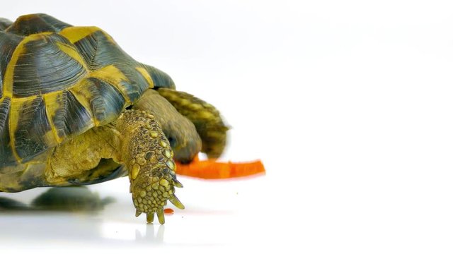 Russian tortoise eating a carrot. Studio shot on white background.
