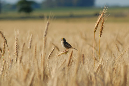 trigal espigado con pajarito