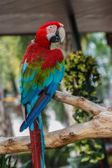Fototapeta na wymiar parrot macaw