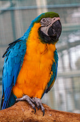 Blue parrot macaw