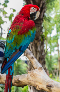 Fototapeta parrot macaw