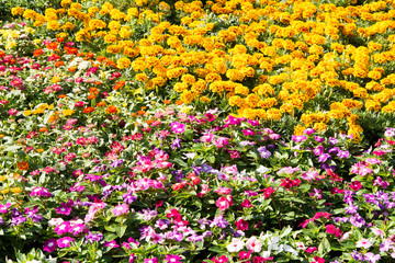 Naklejka premium background flowers