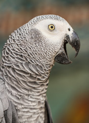 White parrot macaw