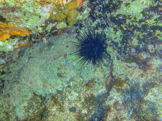 Naklejka na ściany i meble A Long-Spined Urchin (Diadema antillarum) moving along a reef near Cozumel, Mexico.