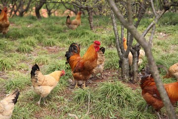 Flower stems, seeds, rhizomes and petals are all used in food dishes.