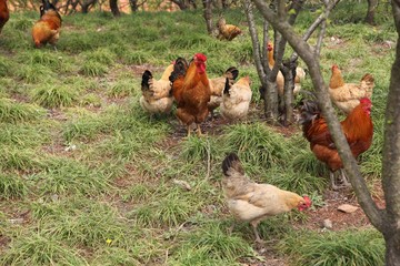 Flower stems, seeds, rhizomes and petals are all used in food dishes.