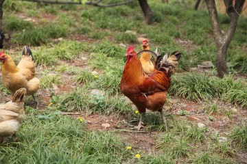 Flower stems, seeds, rhizomes and petals are all used in food dishes.