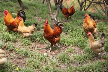 Flower stems, seeds, rhizomes and petals are all used in food dishes.