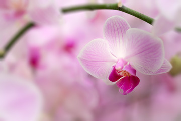 orchid