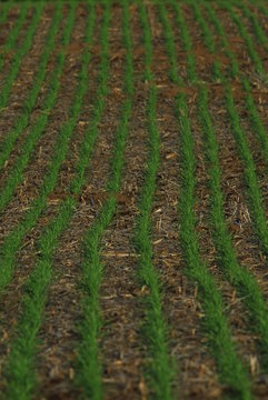 Plantines de trigo en el campo