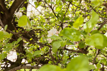 Fototapeta na wymiar apple flower on the branches