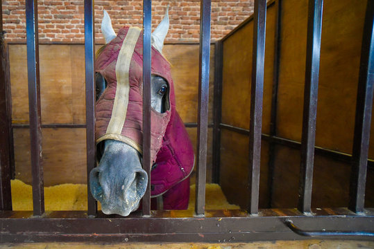 Horse covered with a deep purple blanket in a stable