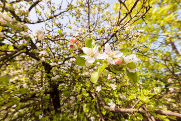 apple flower on the branches