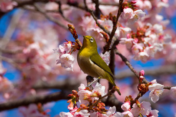 寒桜とメジロ