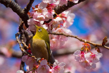 寒桜とメジロ