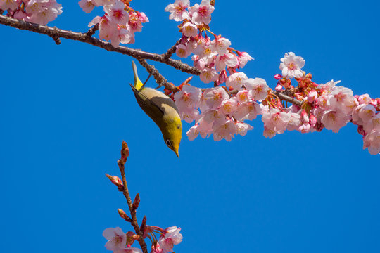 寒桜とメジロ