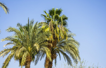 Fototapeta na wymiar The palm tree with blue sky background 